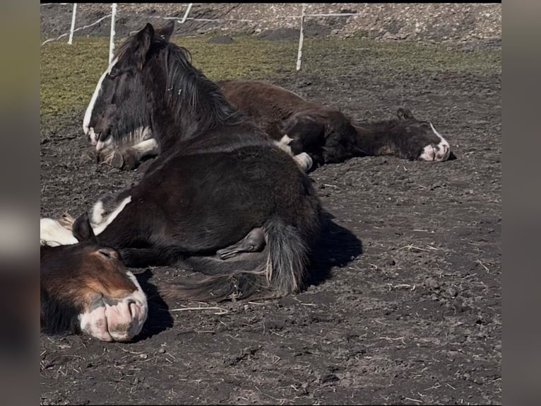 Shire Horse Mare 2 years 16 hh Black in Biberach an der Riß Bergerhausen