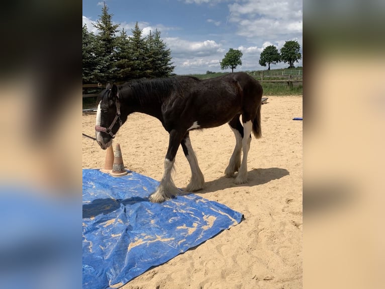 Shire Horse Mare 2 years 16 hh Black in Biberach an der Riß Bergerhausen