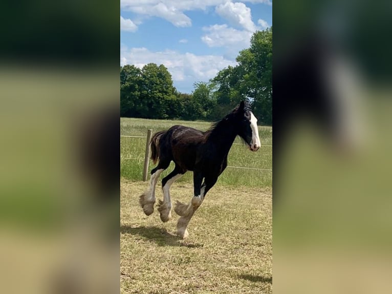 Shire Horse Mare 2 years 16,2 hh Black in Biberach an der Riß Bergerhausen