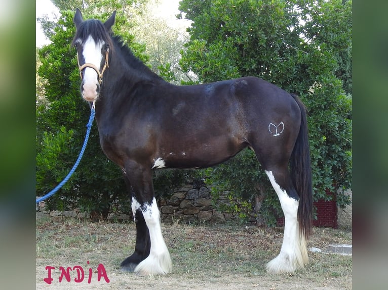 Shire Horse Mare 2 years 17 hh Black in Yecla De Yeltes