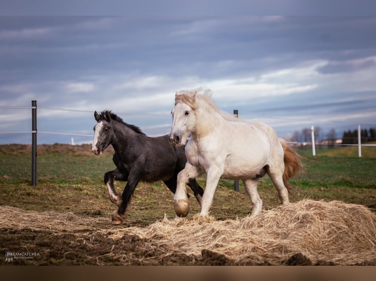 Shire Horse Mare 2 years 17 hh Gray-Dapple in Bad Füssing