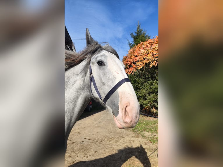 Shire Horse Mare 2 years 17,2 hh Grey in Ried im Innkreis