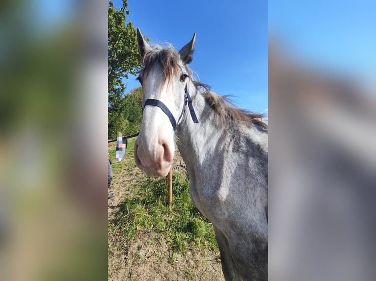 Shire Horse Mare 2 years 17,2 hh Grey in Ried im Innkreis
