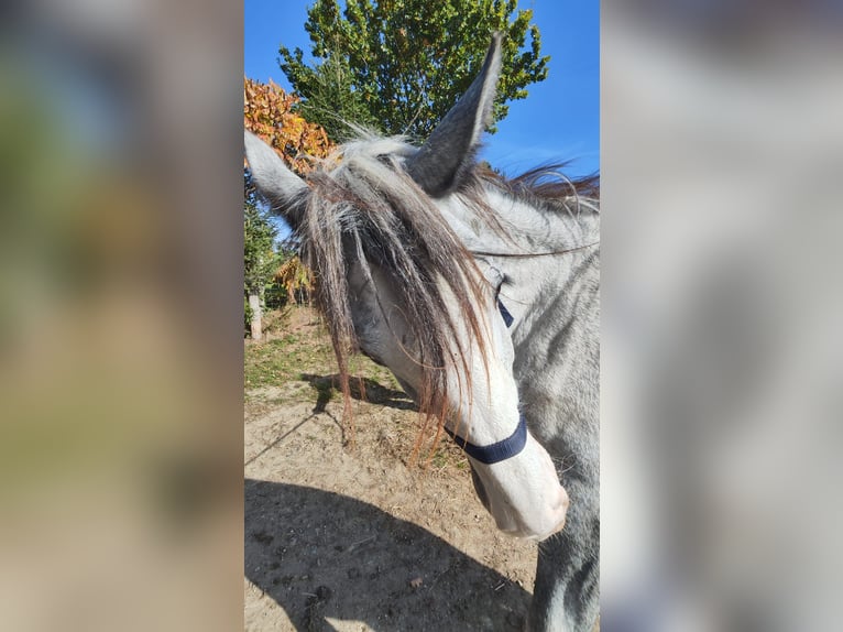 Shire Horse Mare 2 years 17,2 hh Grey in Ried im Innkreis