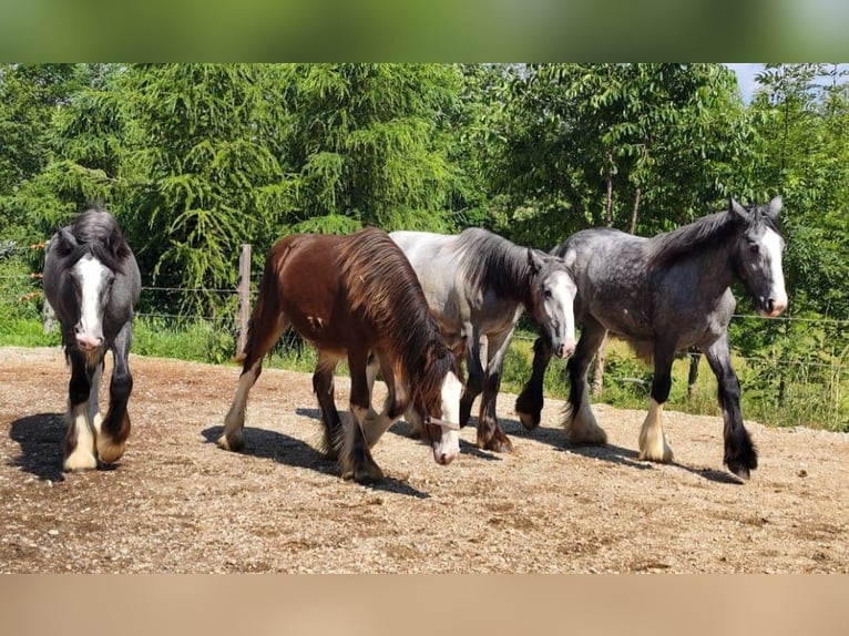 Shire Horse Mare 2 years 18 hh Brown in Bayern