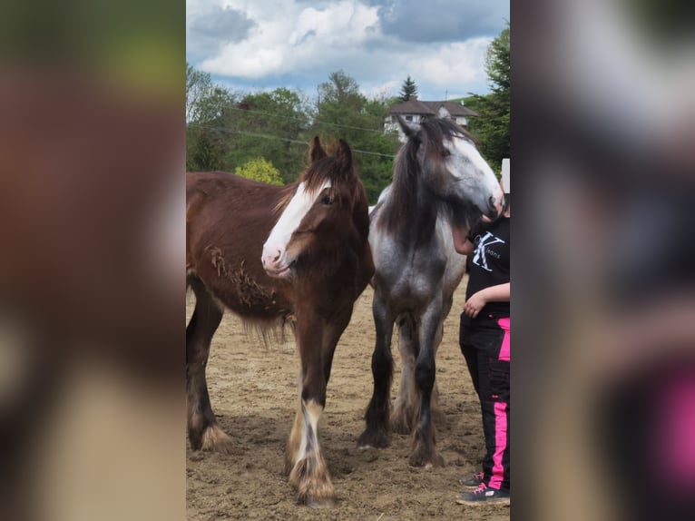 Shire Horse Mare 2 years 18 hh Brown in Bayern