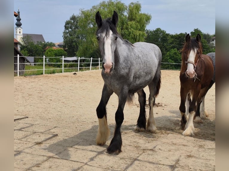 Shire Horse Mare 2 years 18 hh Brown in Bayern