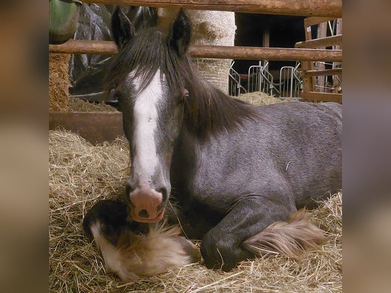 Shire Horse Mare 2 years 18 hh Brown in Bayern