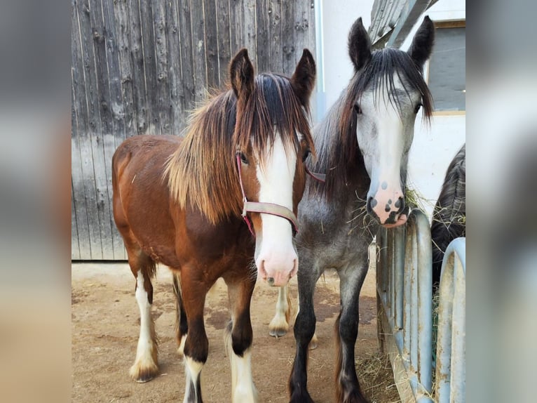 Shire Horse Mare 2 years 18 hh Brown in Bayern