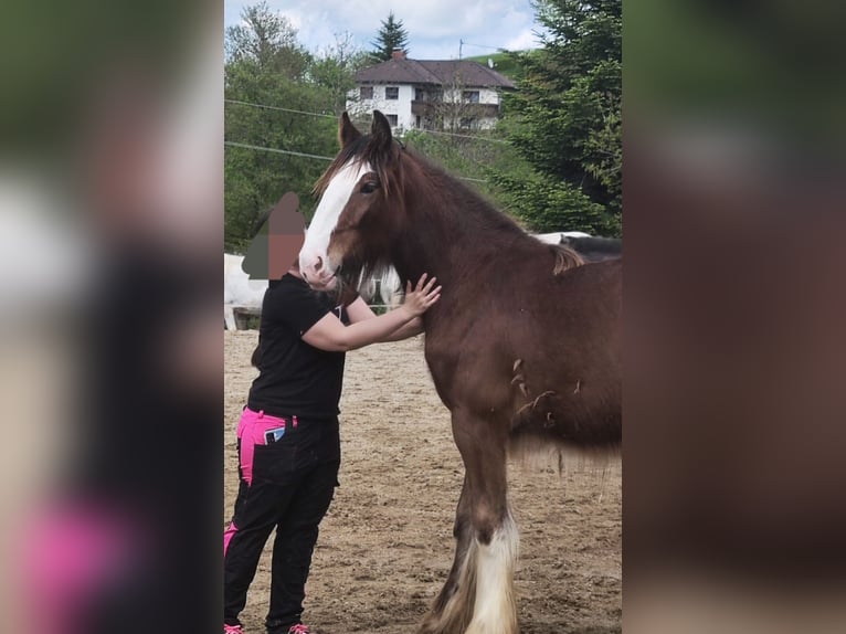 Shire Horse Mare 2 years 18 hh Brown in Bayern