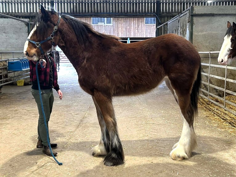 Shire Horse Mare 2 years  in northwich