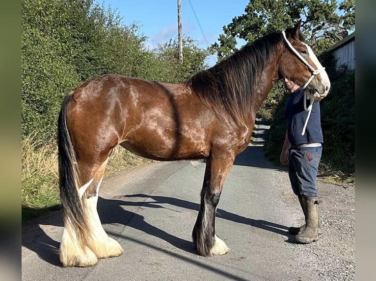 Shire Horse Mare 2 years in marbury