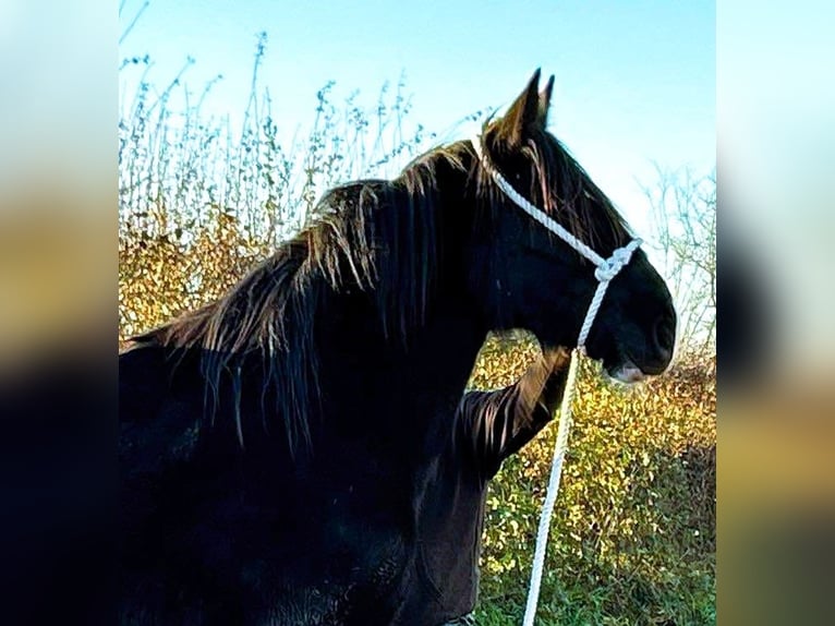 Shire Horse Mare 2 years in marbury