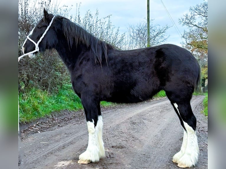 Shire Horse Mare 2 years in whitegate