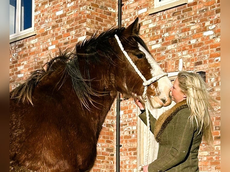 Shire Horse Mare 2 years  in whitegate