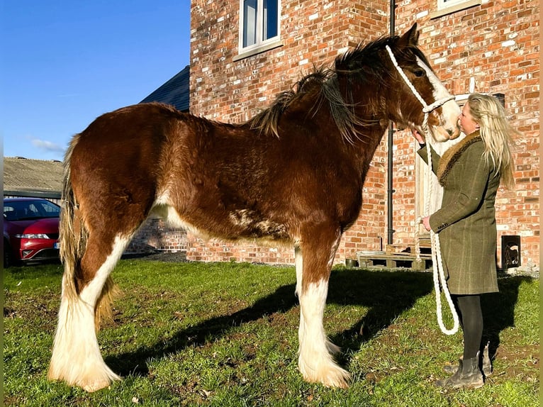 Shire Horse Mare 2 years  in whitegate