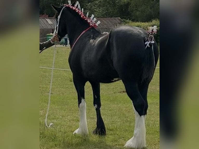 Shire Horse Mare 3 years Black in Axbridge