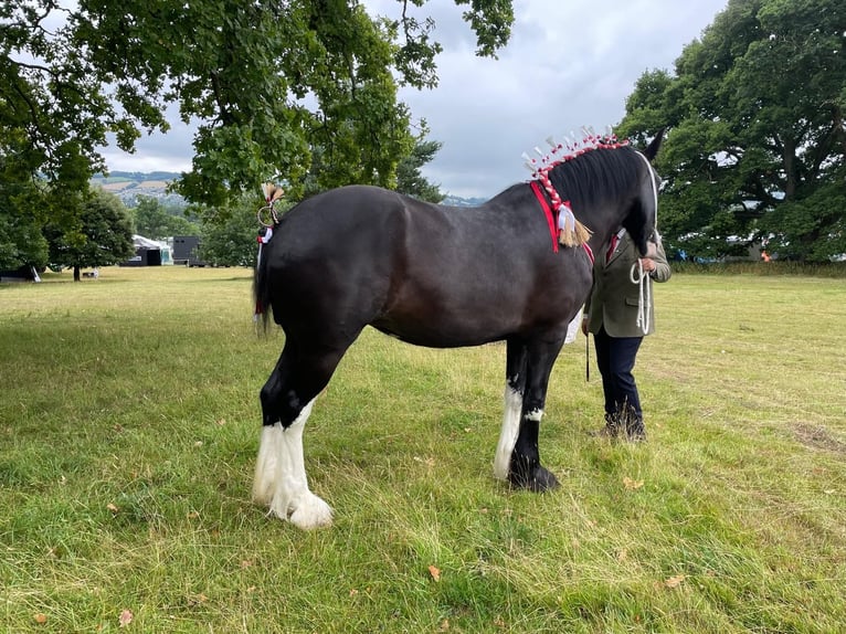Shire Horse Mare 3 years Black in Axbridge