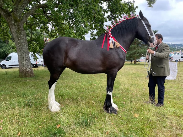 Shire Horse Mare 3 years Black in Axbridge