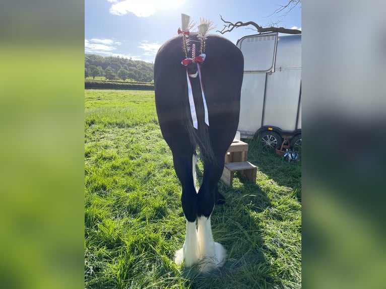 Shire Horse Mare 3 years Black in Axbridge