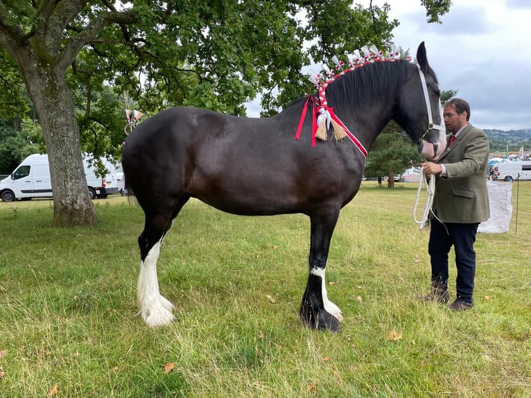 Shire Horse Mare 3 years Black in Axbridge