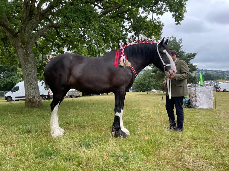 Shire Horse Mare 3 years Black in Axbridge