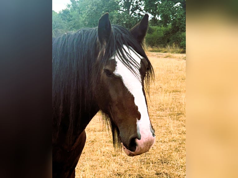 Shire Horse Mare 3 years  in whitegate