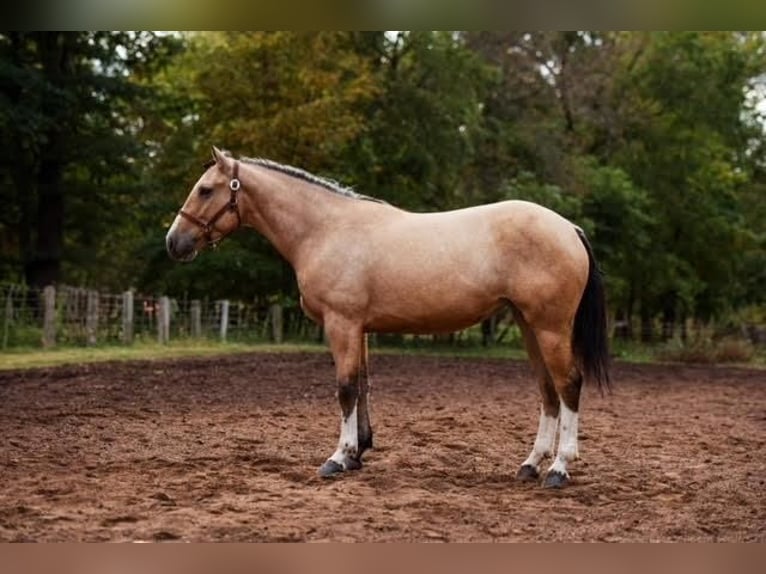 Shire Horse Mix Mare 4 years 15,2 hh Buckskin in Mount Vernon, MO