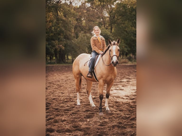 Shire Horse Mix Mare 4 years 15,2 hh Buckskin in Mount Vernon, MO