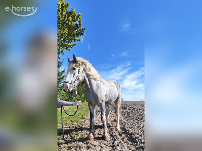 Shire Horse Mare 4 years 17.1 hh Grey in Eferding