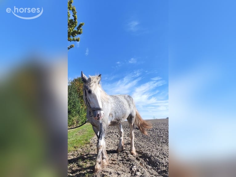Shire Horse Mare 4 years 17.1 hh Grey in Eferding
