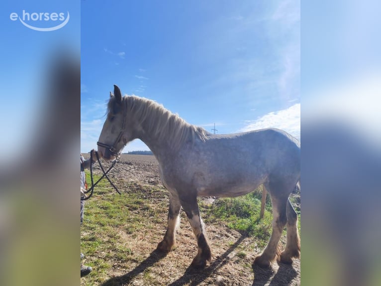 Shire Horse Mare 4 years 17.1 hh Grey in Eferding
