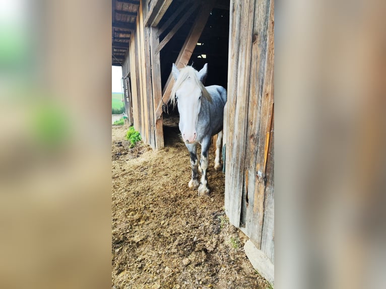 Shire Horse Mare 4 years 17.1 hh Grey in Ried im Innkreis