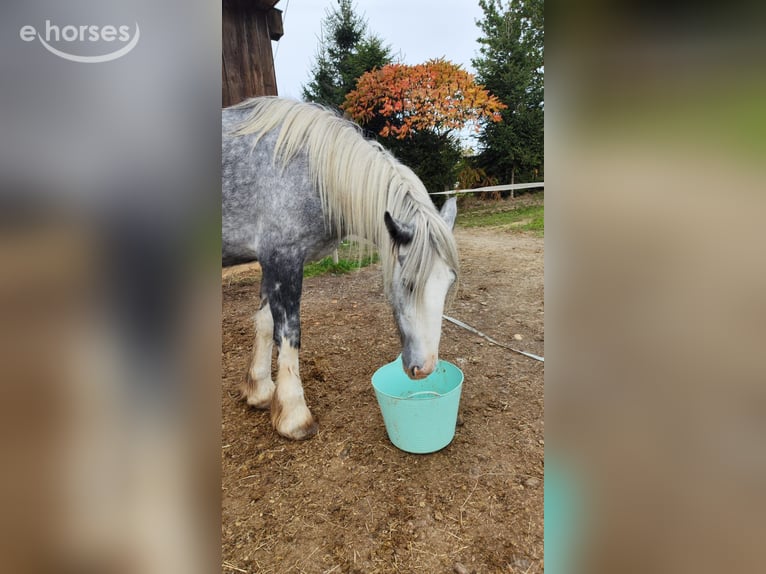 Shire Horse Mare 4 years 17.2 hh Grey in Eferding