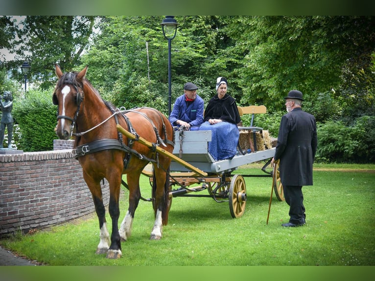 Shire Horse Mix Mare 4 years 17 hh Brown in Schagerbrug