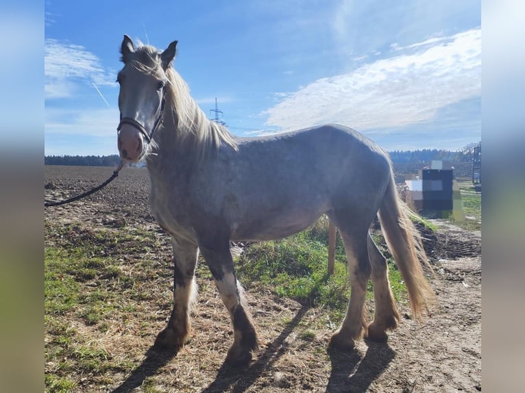 Shire Horse Mare 4 years 17,1 hh Grey in Ried im Innkreis