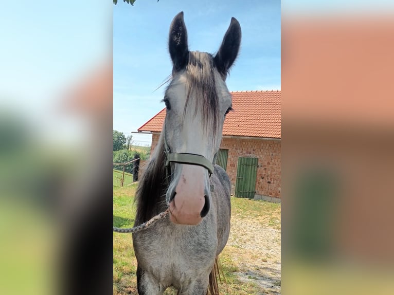 Shire Horse Mare 4 years 17,2 hh Grey in Bad F&#xFC;ssing