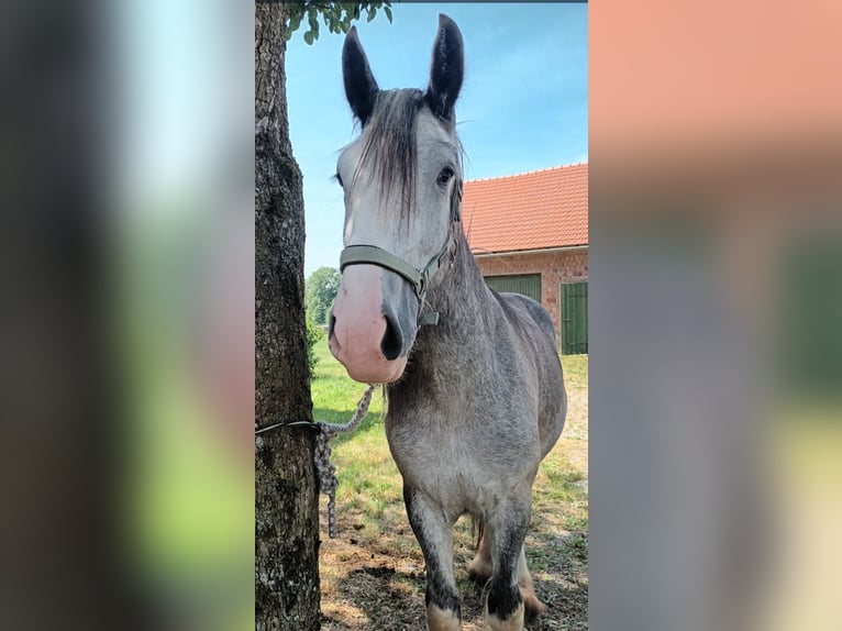 Shire Horse Mare 4 years 17,2 hh Grey in Bad F&#xFC;ssing