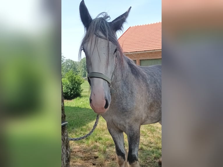 Shire Horse Mare 4 years 17,2 hh Grey in Bad F&#xFC;ssing