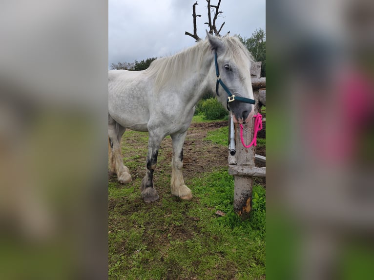 Shire Horse Mare 4 years 17,2 hh Grey in Ried im Innkreis Shire Horse Mare 4 years 17,2 hh Grey in Ried im Innkreis