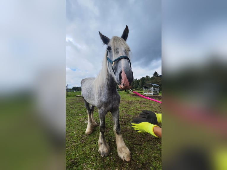 Shire Horse Mare 4 years 17,2 hh Grey in Ried im Innkreis Shire Horse Mare 4 years 17,2 hh Grey in Ried im Innkreis
