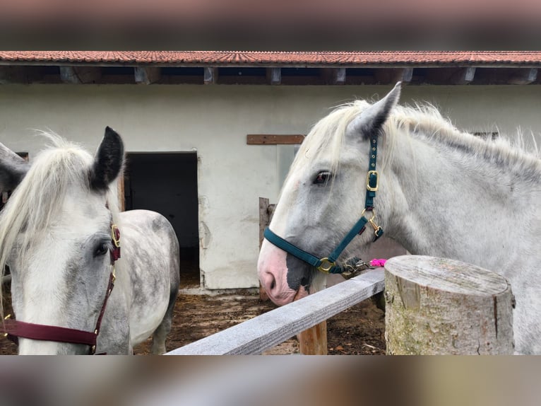 Shire Horse Mare 4 years 17,2 hh Grey in Ried im Innkreis Shire Horse Mare 4 years 17,2 hh Grey in Ried im Innkreis