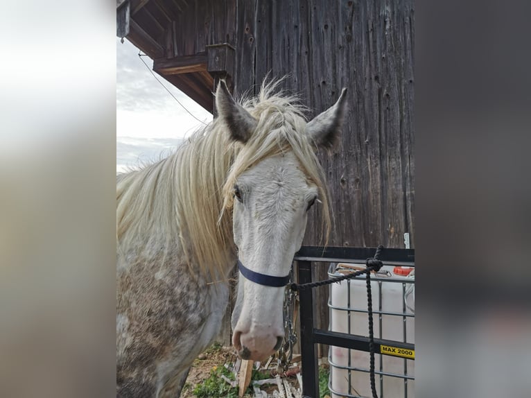 Shire Horse Mare 4 years 17,2 hh Grey in Ried im Innkreis