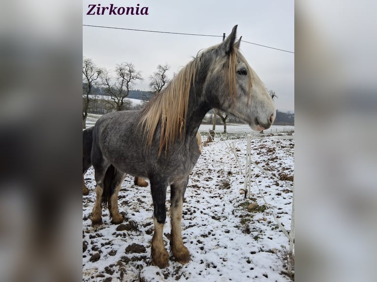 Shire Horse Mare 4 years 17,2 hh Grey in Ried im Innkreis
