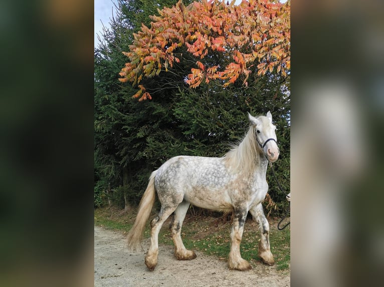 Shire Horse Mare 4 years 17,2 hh Grey in Ried im Innkreis