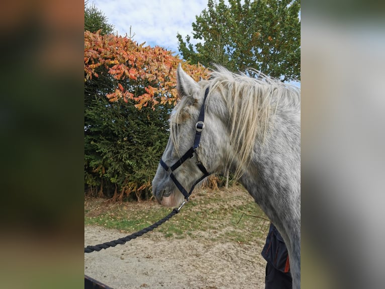 Shire Horse Mare 4 years 17,2 hh Grey in Ried im Innkreis