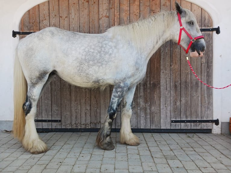 Shire Horse Mare 4 years 17,2 hh Grey in Ried im Innkreis Shire Horse Mare 4 years 17,2 hh Grey in Ried im Innkreis