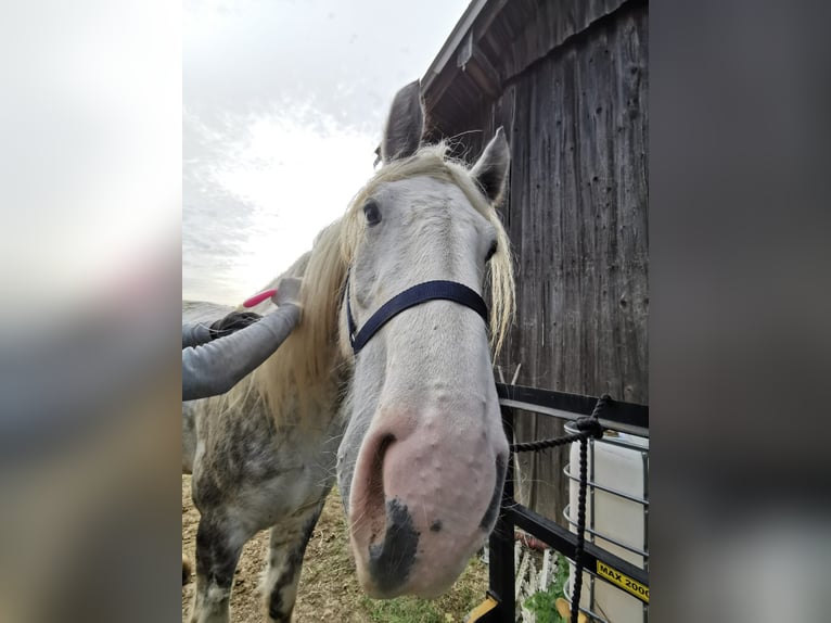 Shire Horse Mare 4 years 17,2 hh Grey in Ried im Innkreis
