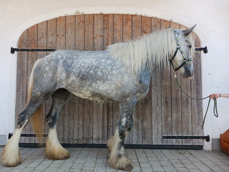 Shire Horse Mare 4 years 17,2 hh Grey in Ried im Innkreis Shire Horse Mare 4 years 17,2 hh Grey in Ried im Innkreis