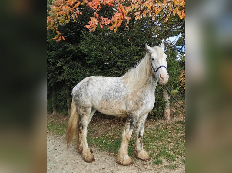 Shire Horse Mare 4 years 17,2 hh Grey in Ried im Innkreis